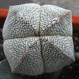 Astrophytum myriostigma  cv. Onzuka