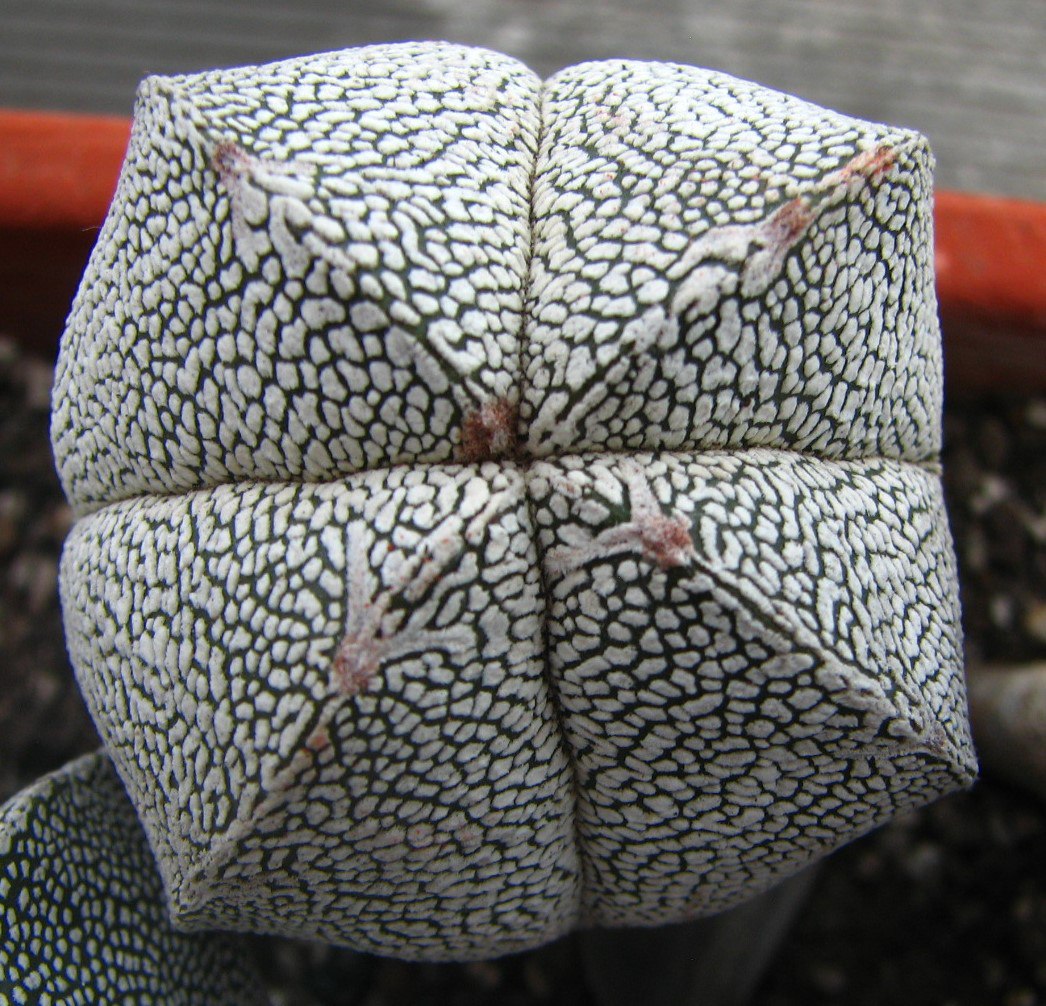 Astrophytum myriostigma  cv. Onzuka
