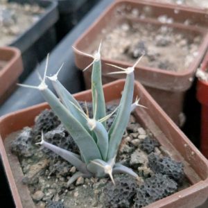 Leuchtenbergia principis