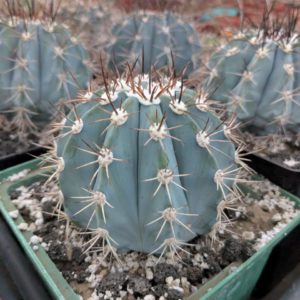 Melocactus azureus