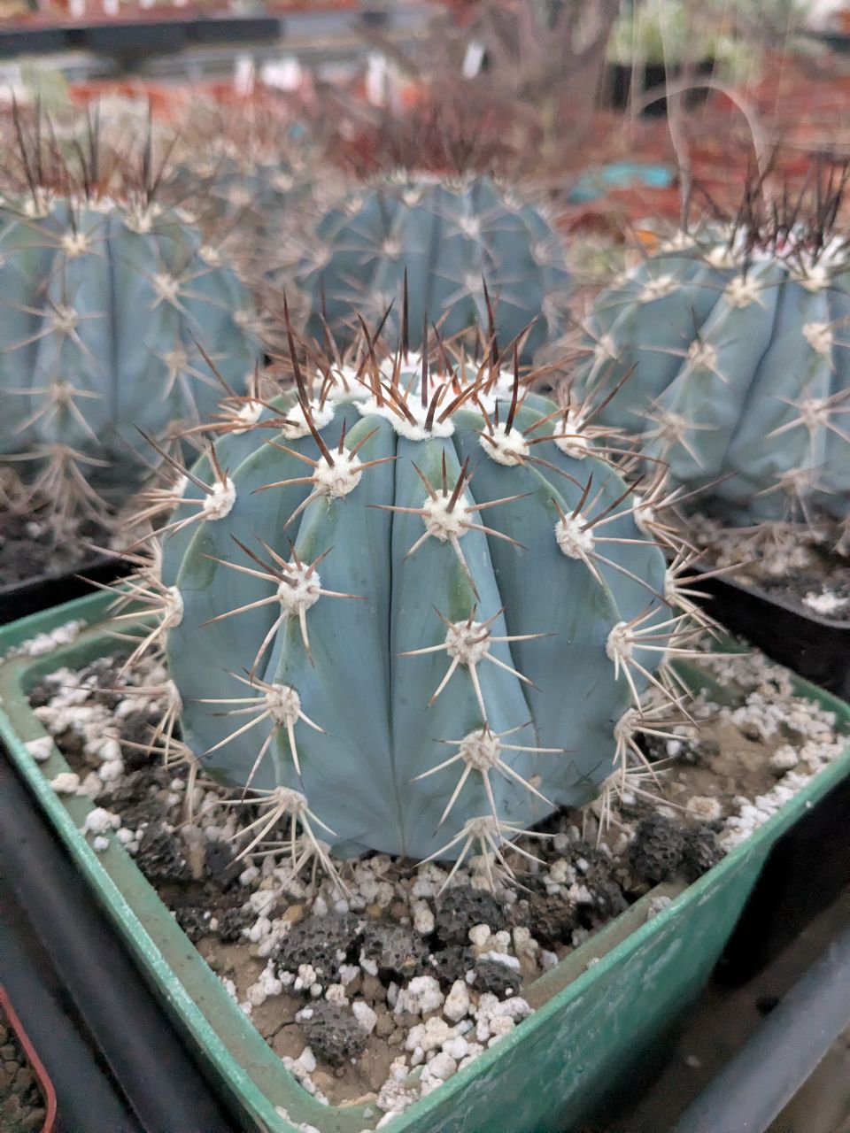 Melocactus azureus