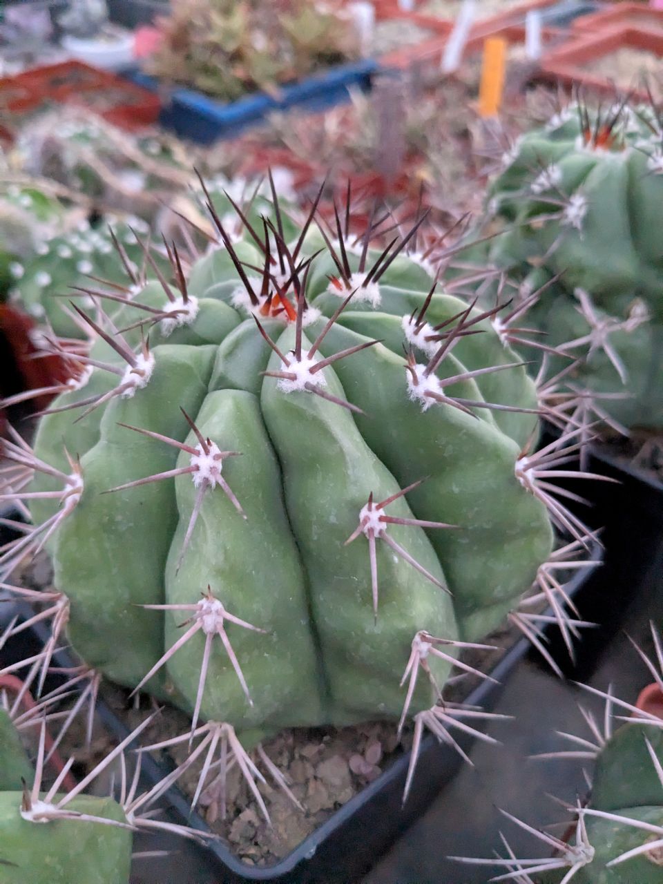 Melocactus conoideus