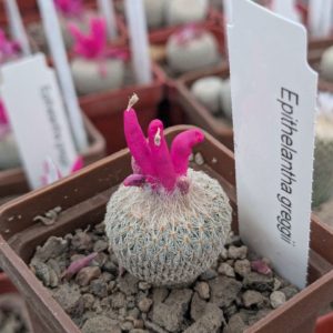Epithelantha greggii