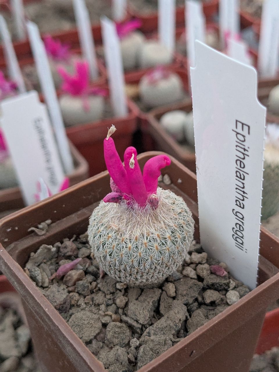 Epithelantha greggii
