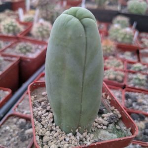 Echinopsis lageniformis f. monstruosa (Penis Cactus)