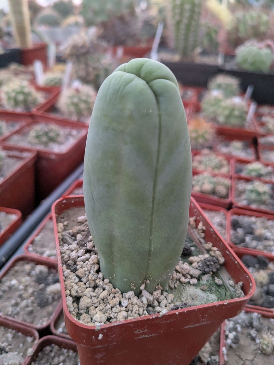 Echinopsis lageniformis f. monstruosa (Penis Cactus)