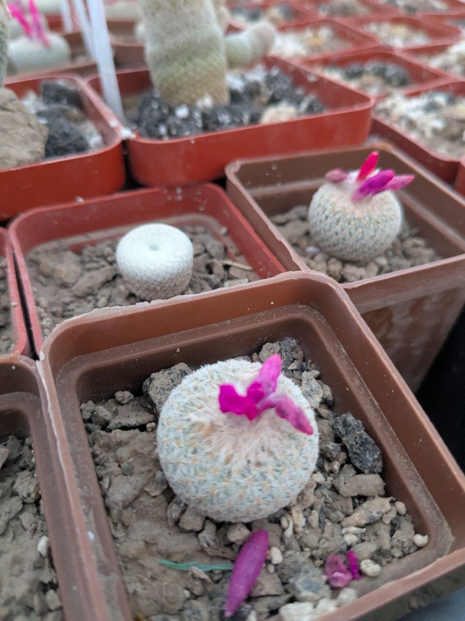 Epithelantha micromeris