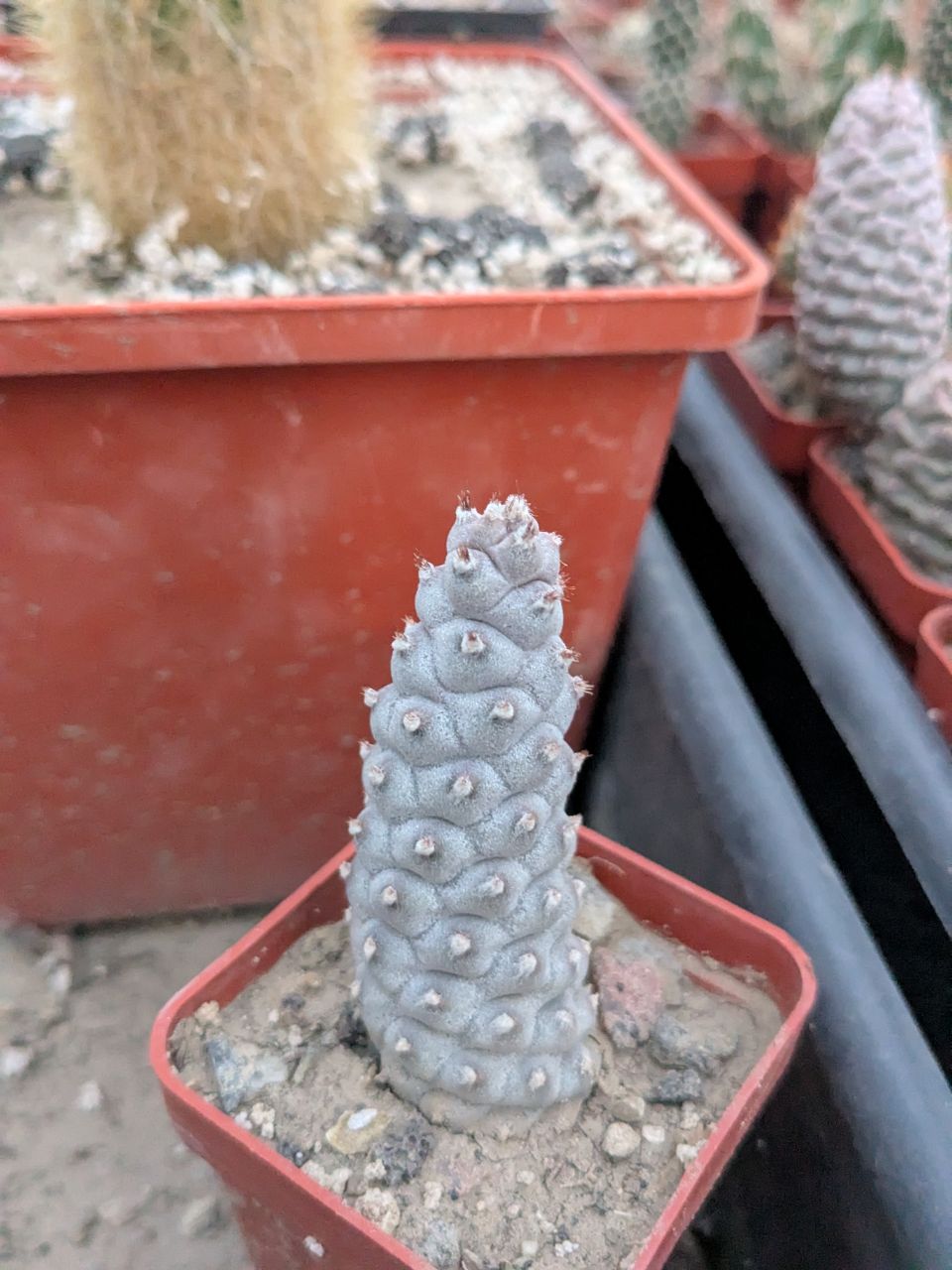 Tephrocactus articulatus var. strobiliformis