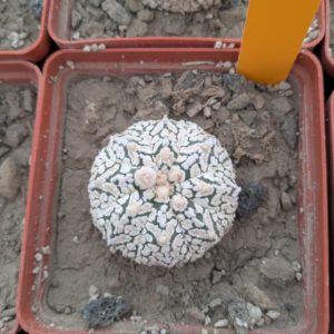 Astrophytum asterias Super kabuto V type