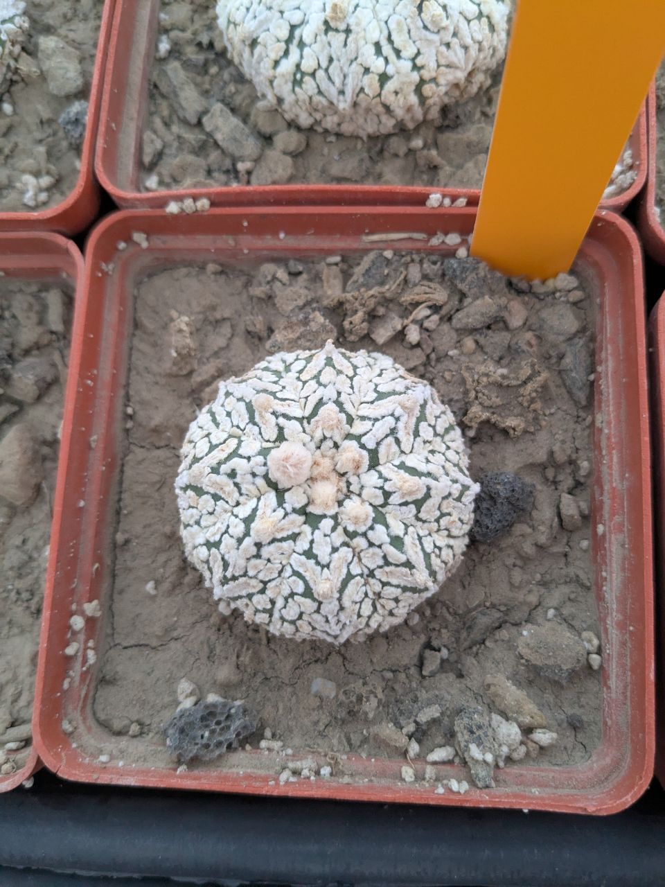 Astrophytum asterias Super kabuto V type