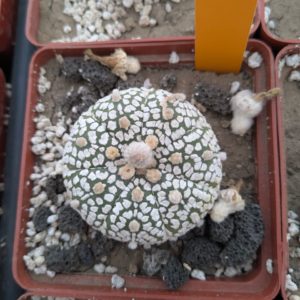 Astrophytum asterias cv. superkabuto