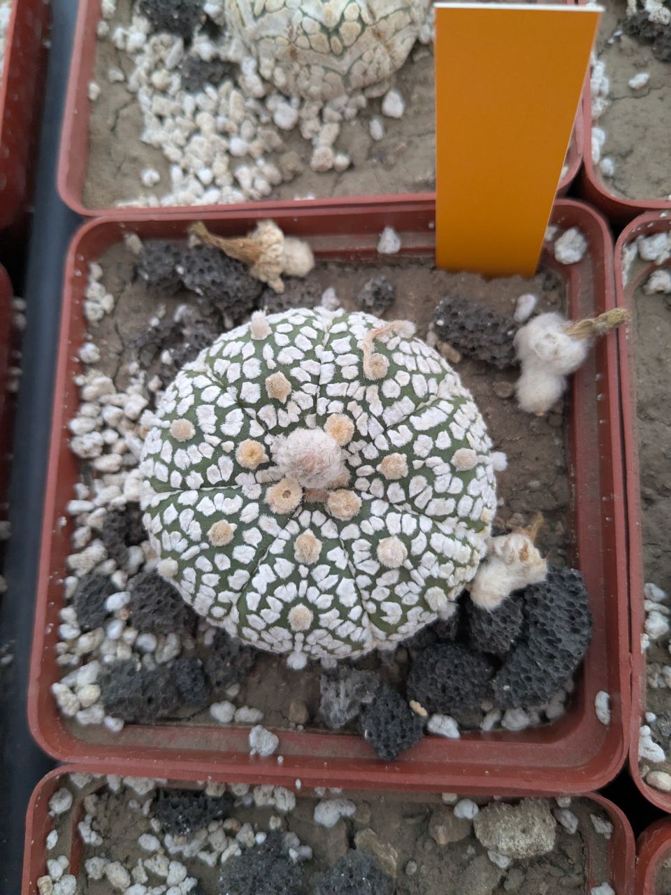 Astrophytum asterias cv. superkabuto