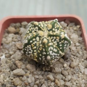 Astrophytum Superkabuto  - 5 ребер