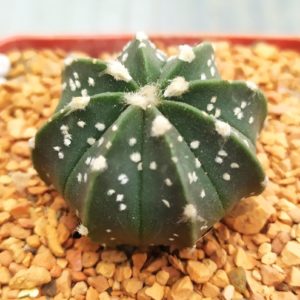 Astrophytum Superkabuto