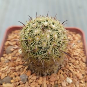 Coryphantha radians v. echinus