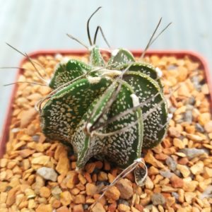 Astrophytum capricorne