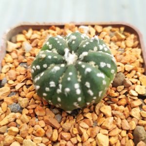 Astrophytum Superkabuto