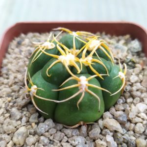Gymnocalycium megalothelon
