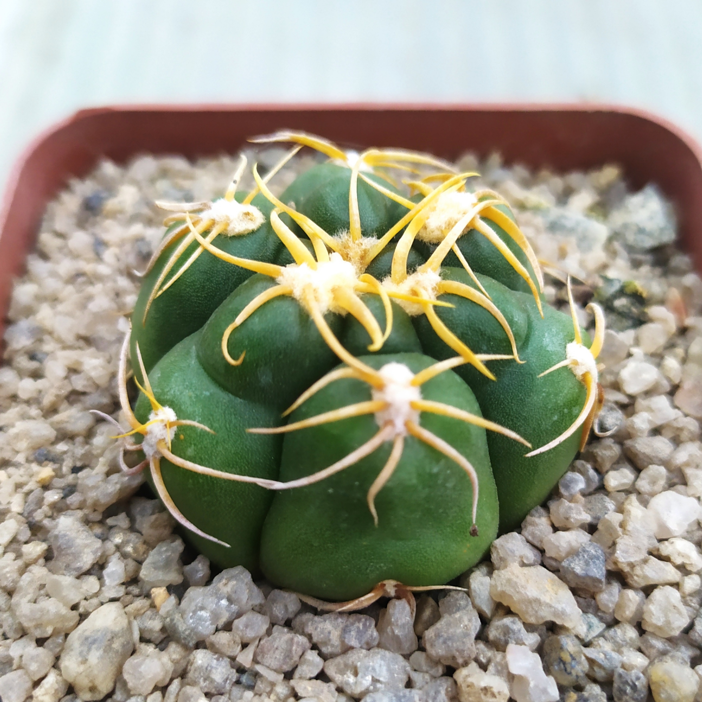 Gymnocalycium megalothelon