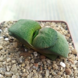Gasteria armstrongii