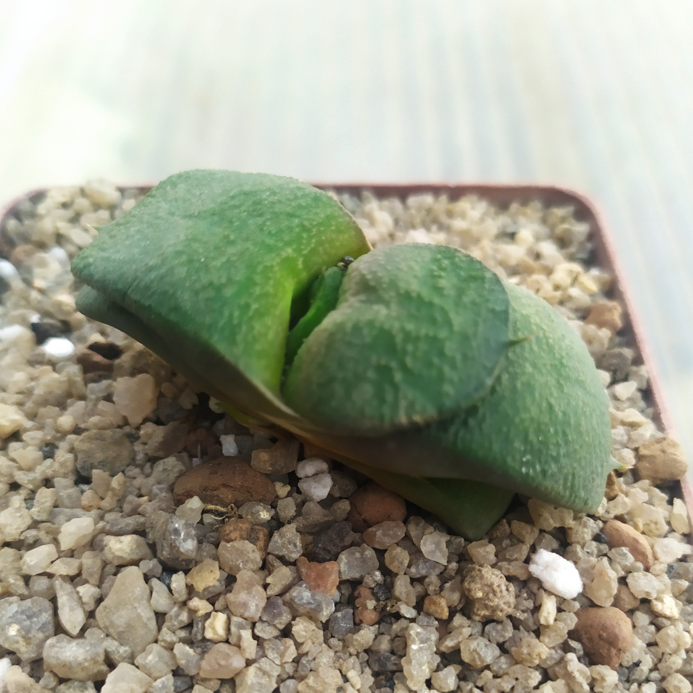 Gasteria armstrongii