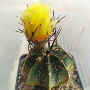 Astrophytum capricorne
