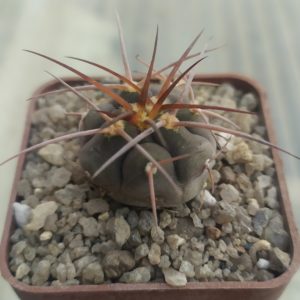 Gymnocalycium spegazzinii ssp. cardenasianum