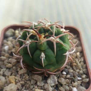 Gymnocalycium carminanthum