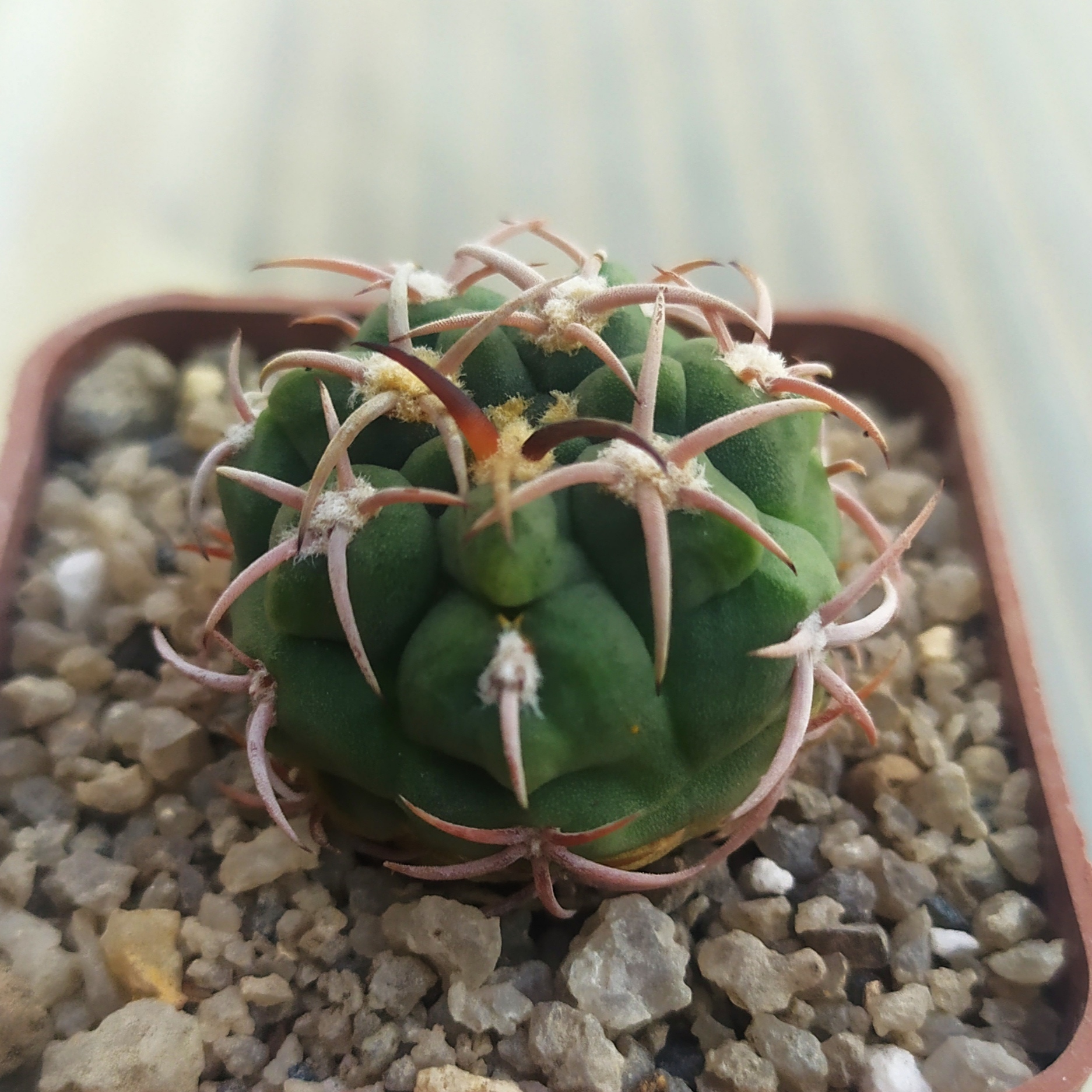 Gymnocalycium carminanthum