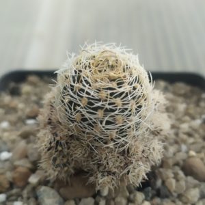 Sulcorebutia albissima
