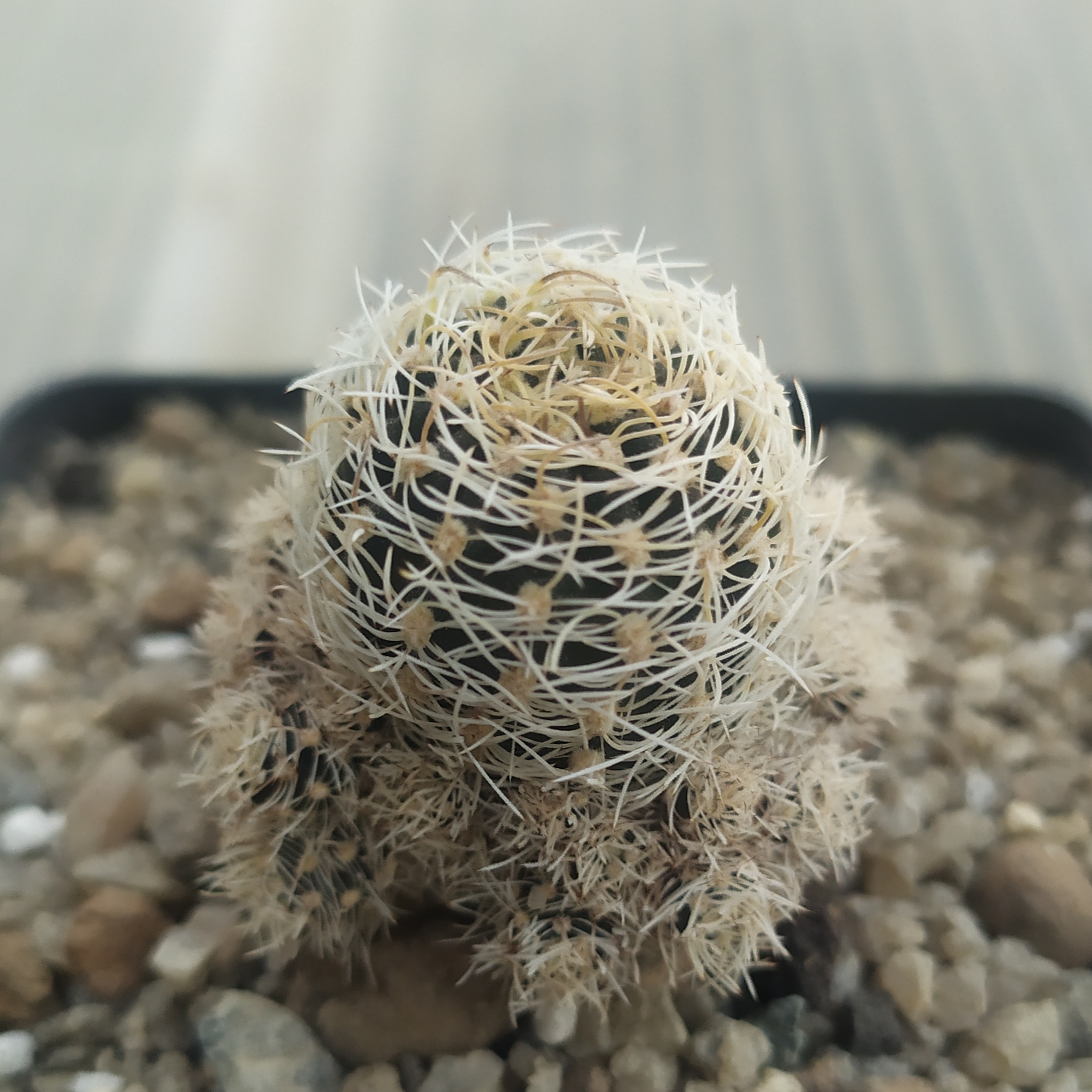 Sulcorebutia albissima