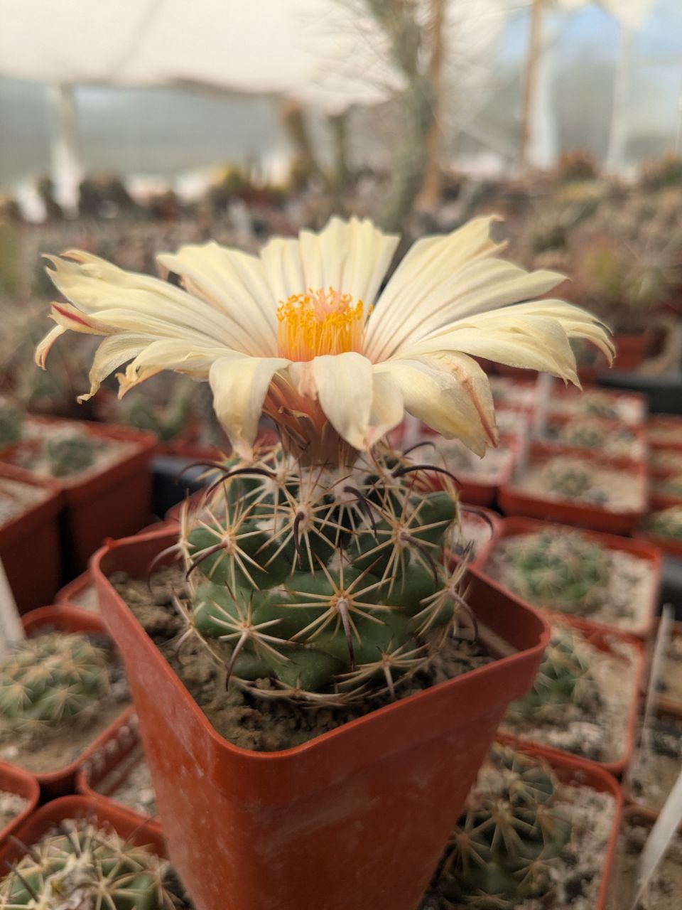 Coryphantha pallida