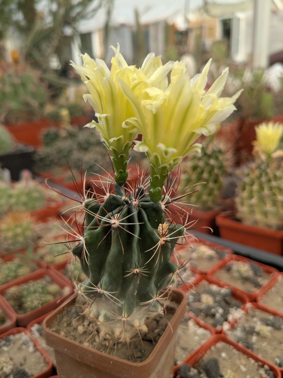 Ferocactus hamatacanthus