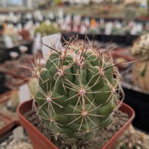 Thelocactus heterochromus v. ehrenbergii
