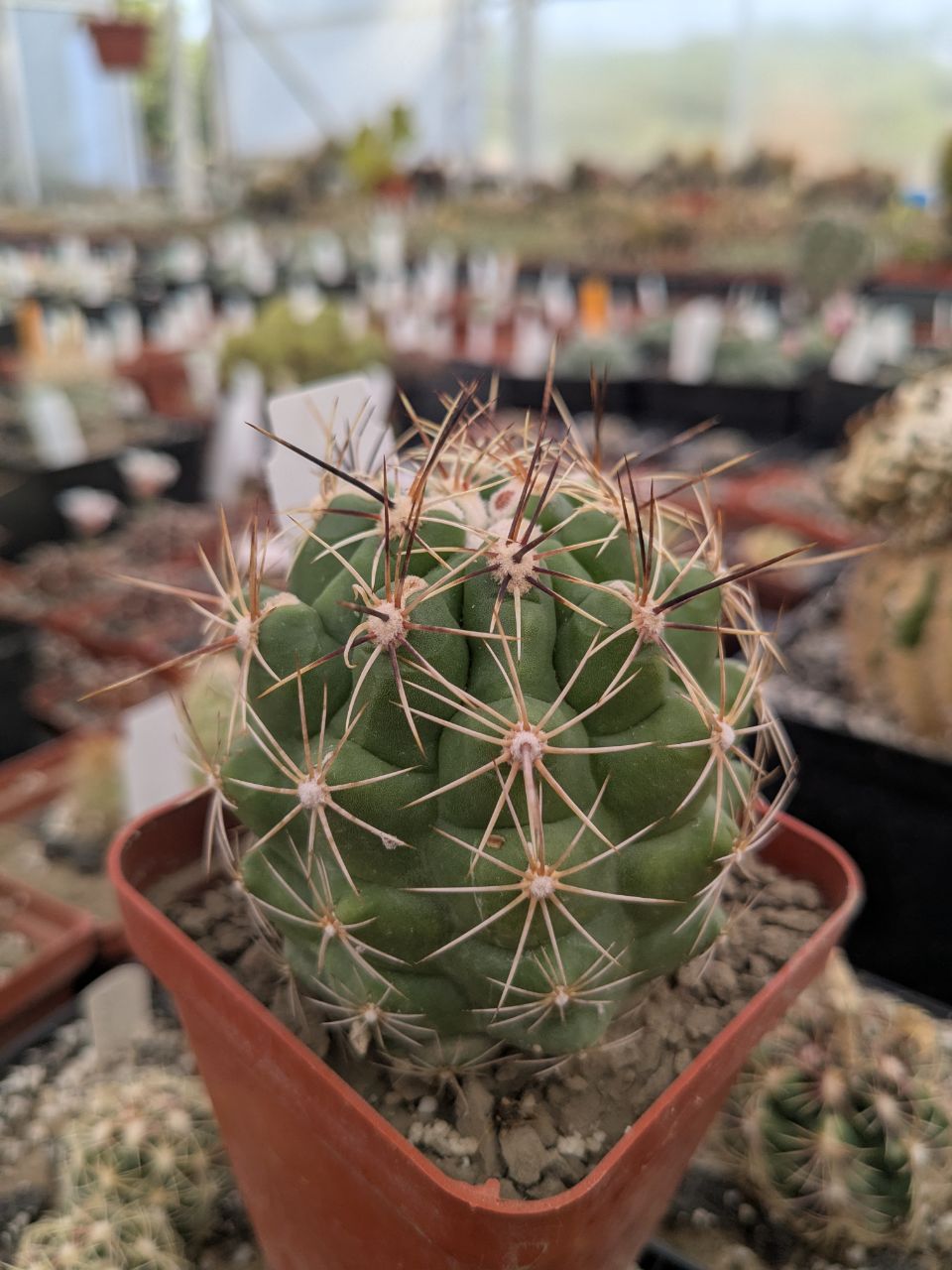 Thelocactus heterochromus v. ehrenbergii