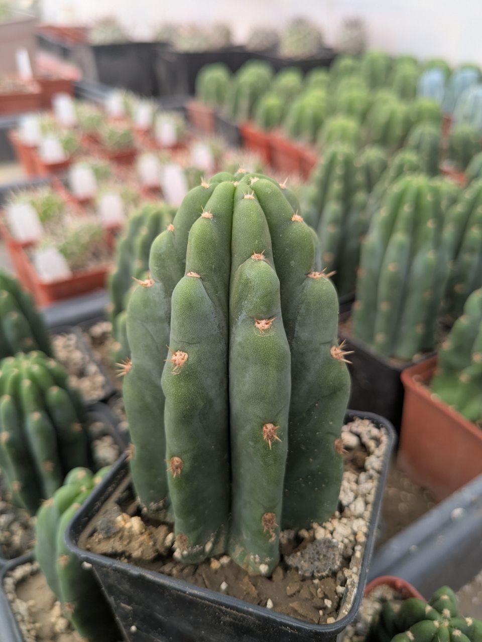 Trichocereus pachanoi