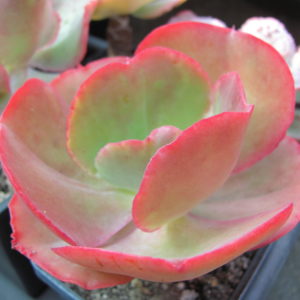 Echeveria    Fire Light