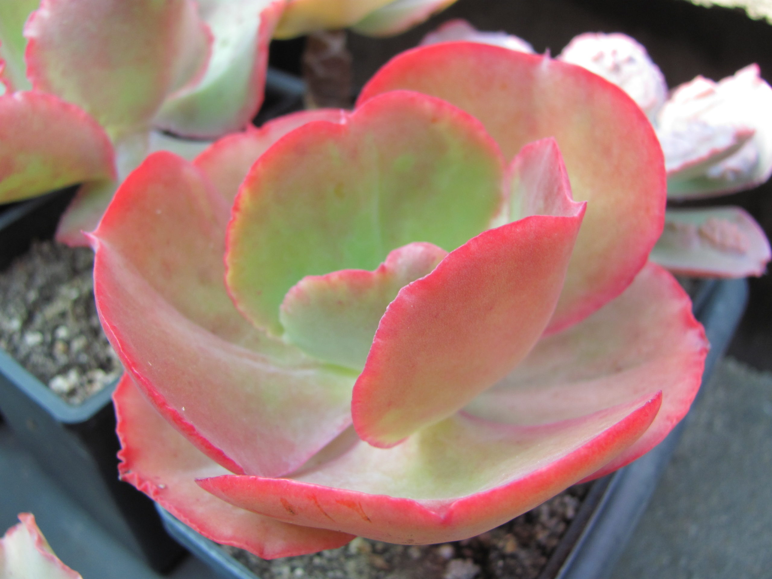 Echeveria Fire Light