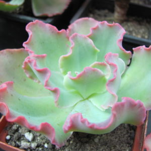 Echeveria Blue Curls