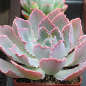 Echeveria   Neon Breakers