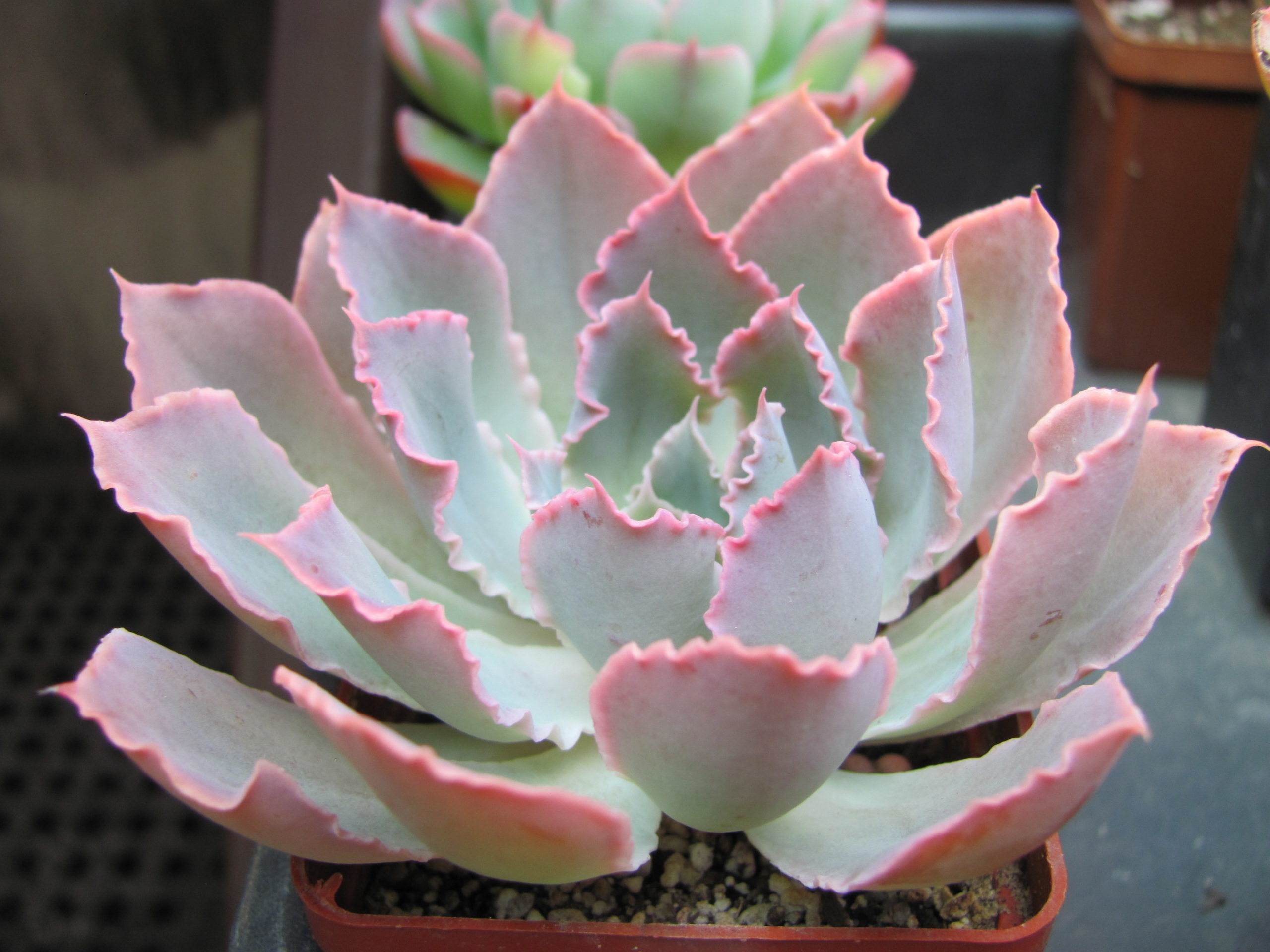 Echeveria   Neon Breakers