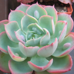 Echeveria Raindrops  x Parva