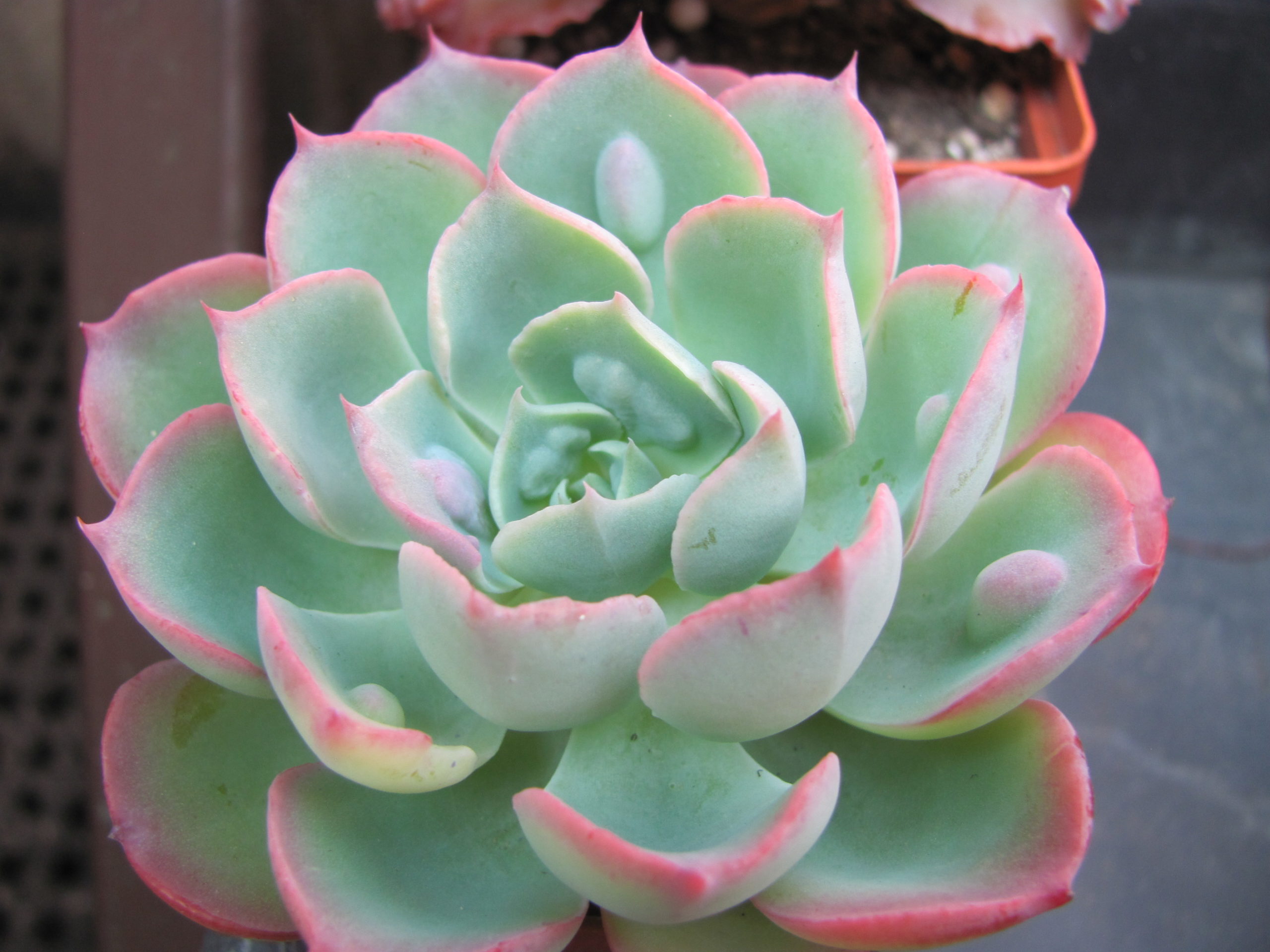Echeveria Raindrops x Parva