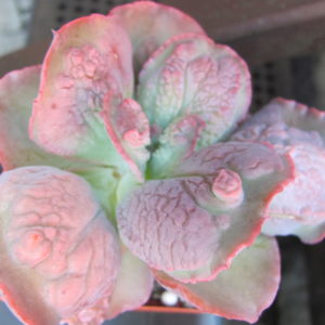 Echeveria Linguas