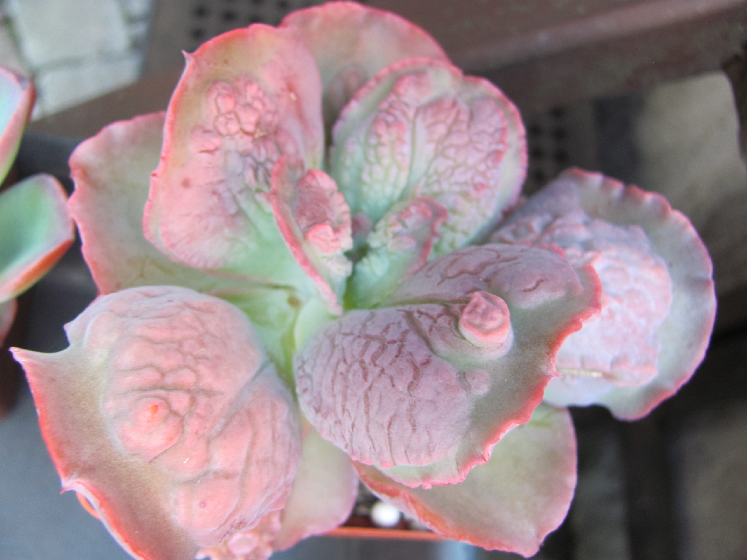 Echeveria Linguas