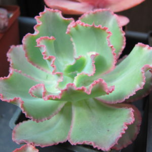 Echeveria   Virginia Lee