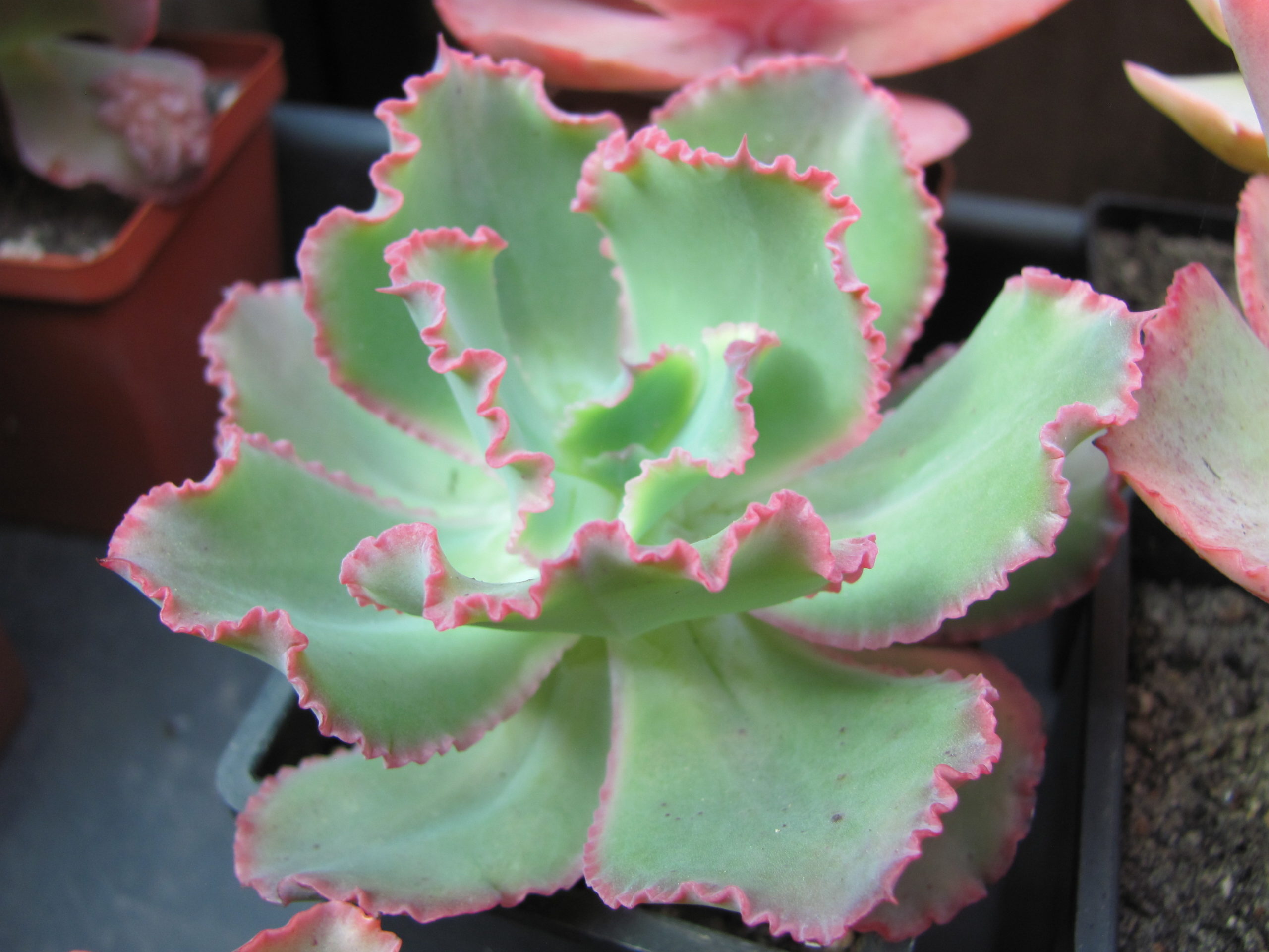 Echeveria Virginia Lee