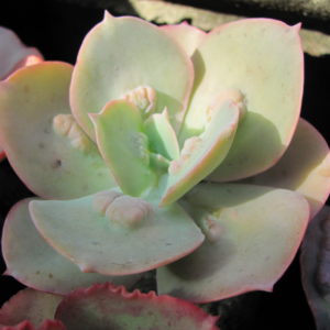 Echeveria Paul Bunyan