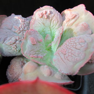 Echeveria Linguas