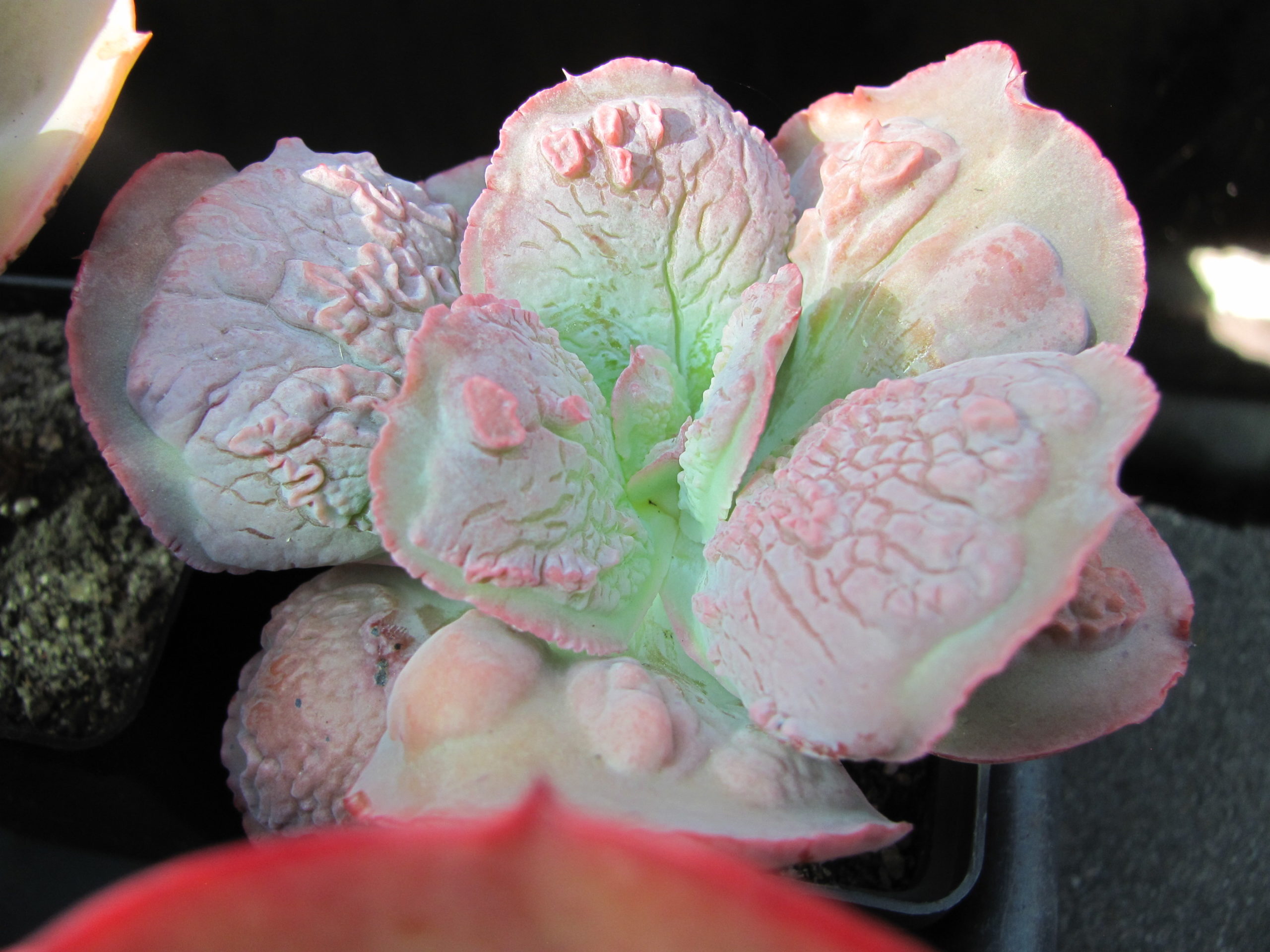 Echeveria Linguas